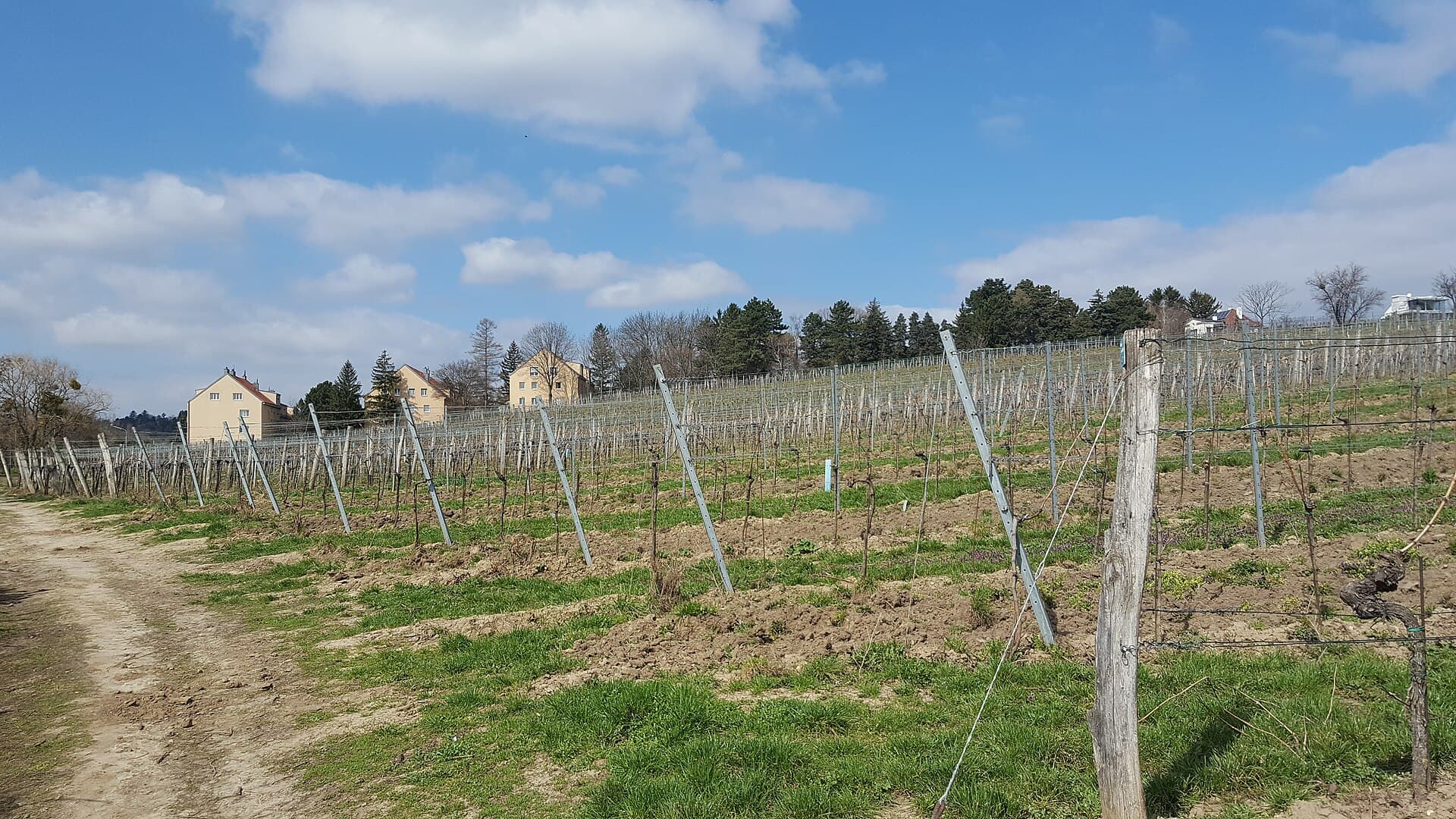 Weinberge am Hungerberg in Grinzing, Döbling, mit Blick über den Wienerwald